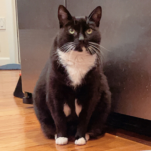 Maggie the Tuxedo Cat