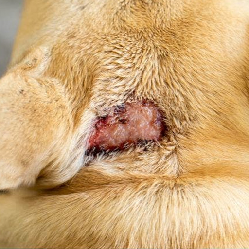 Sample clinical scan of canine hot spot