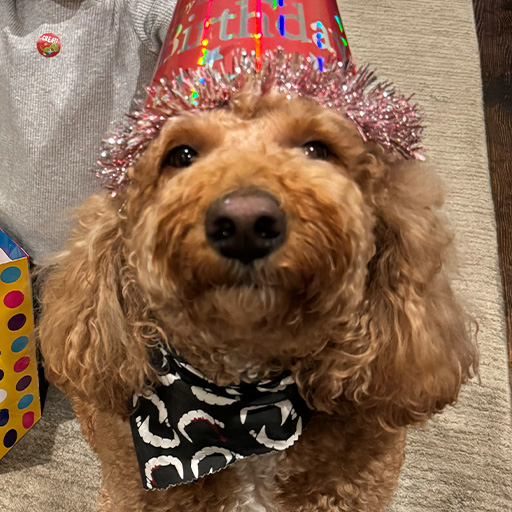 Teddy the Goldendoodle